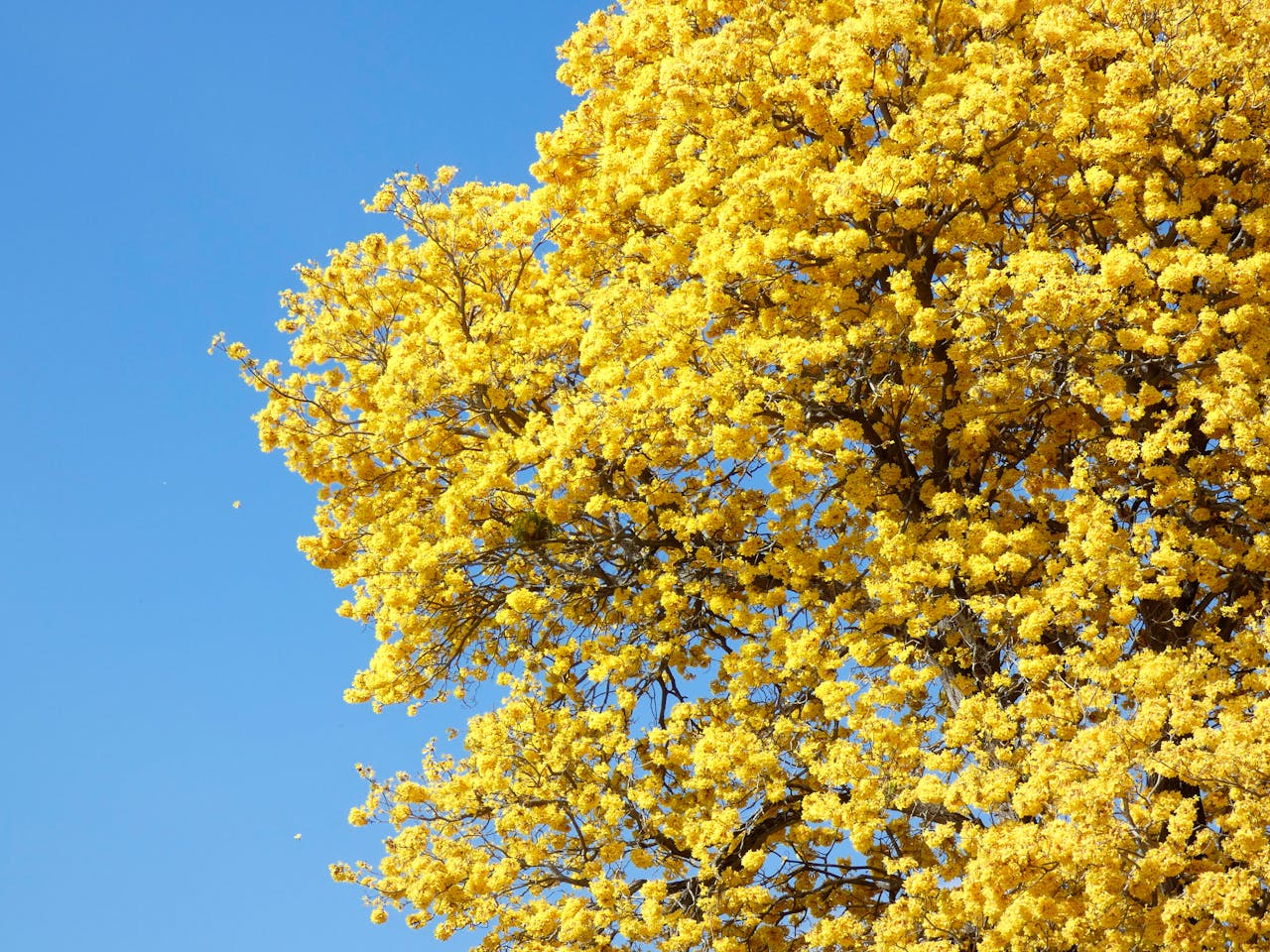 Bright yellow blossoms of a Tabebuia tree against a blue sky in Maturín, Venezuela.