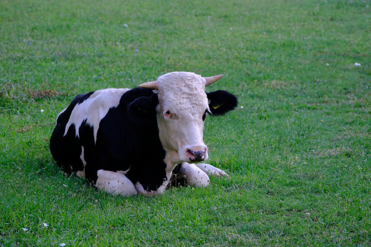 A Holstein cow lying in a lush green pasture in rural İzmir, showcasing tranquil farm life.